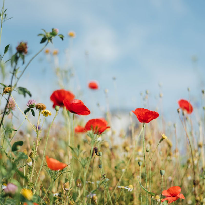 Natur Mohnblumen Erika Hertlein-Grab Freie Rednerin